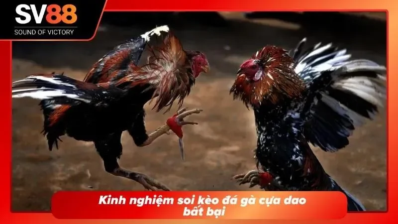 Bí quyết chọn chiến kê dũng mãnh giúp bạn thắng lớn
