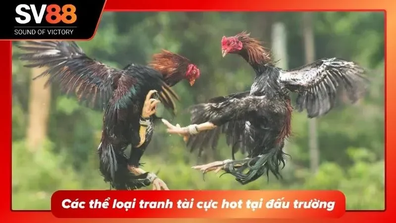 Đa dạng hình thức thi đấu đáp ứng sở thích theo dõi và trải nghiệm của nhiều người