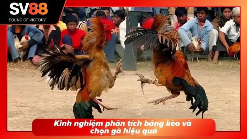 Màn hình hiển thị các thông tin liên quan đến gà chiến